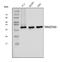 Translocase Of Inner Mitochondrial Membrane 29 antibody, A31934, Boster Biological Technology, Western Blot image 