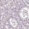 Collagen triple helix repeat-containing protein 1 antibody, HPA059806, Atlas Antibodies, Immunohistochemistry frozen image 