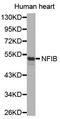 Nuclear Factor I B antibody, MBS129589, MyBioSource, Western Blot image 