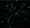 XIAP Associated Factor 1 antibody, orb87389, Biorbyt, Immunofluorescence image 