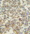 CD82 Molecule antibody, LS-C100497, Lifespan Biosciences, Immunohistochemistry frozen image 