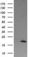 Cancer/Testis Antigen 1B antibody, LS-C340615, Lifespan Biosciences, Western Blot image 