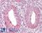 Thioredoxin Reductase 1 antibody, LS-B7890, Lifespan Biosciences, Immunohistochemistry frozen image 