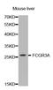 CD16 antibody, orb135501, Biorbyt, Western Blot image 
