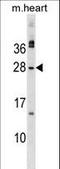 Musculin antibody, LS-C158318, Lifespan Biosciences, Western Blot image 