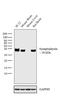 Synaptophysin antibody, MA1-26000, Invitrogen Antibodies, Western Blot image 