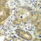Dipeptidyl Peptidase 3 antibody, 14-966, ProSci, Immunohistochemistry frozen image 