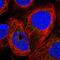 G Protein-Coupled Receptor 108 antibody, HPA041924, Atlas Antibodies, Immunofluorescence image 