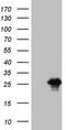 Bcl2 Modifying Factor antibody, LS-C340310, Lifespan Biosciences, Western Blot image 
