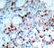 BCL2 Like 11 antibody, TA333167, Origene, Immunohistochemistry paraffin image 