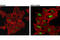 MDM2 Proto-Oncogene antibody, 86934S, Cell Signaling Technology, Immunocytochemistry image 