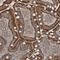 Sodium Channel And Clathrin Linker 1 antibody, HPA036561, Atlas Antibodies, Immunohistochemistry frozen image 