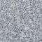 Myocyte-specific enhancer factor 2C antibody, AMAb90727, Atlas Antibodies, Immunohistochemistry frozen image 