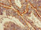 Limpii antibody, CSB-PA619859LA01HU, Cusabio, Immunohistochemistry frozen image 