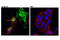 PRP antibody, 14025S, Cell Signaling Technology, Immunofluorescence image 