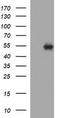 Tubulin Beta 1 Class VI antibody, TA506654BM, Origene, Western Blot image 