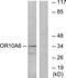 Olfactory Receptor Family 10 Subfamily A Member 6 (Gene/Pseudogene) antibody, TA316416, Origene, Western Blot image 