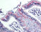 PDIA3 antibody, ADI-SPA-585-D, Enzo Life Sciences, Immunohistochemistry paraffin image 
