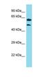 Keratin 39 antibody, orb327015, Biorbyt, Western Blot image 