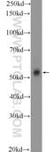 Coiled-coil domain-containing protein 62 antibody, 25981-1-AP, Proteintech Group, Western Blot image 