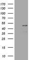Paired Box 5 antibody, CF801969, Origene, Western Blot image 