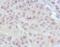 HTRX antibody, 32-194, ProSci, Immunohistochemistry frozen image 