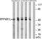 Putative serine/threonine-protein phosphatase 4 regulatory subunit 1-like antibody, PA5-39447, Invitrogen Antibodies, Western Blot image 
