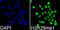 Histone Cluster 3 H3 antibody, GTX54139, GeneTex, Immunofluorescence image 