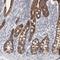 Filamin Binding LIM Protein 1 antibody, NBP1-86665, Novus Biologicals, Immunohistochemistry frozen image 