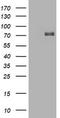 Hypoxia-inducible factor 3-alpha antibody, TA800735S, Origene, Western Blot image 