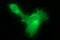 Hydroxysteroid 17-Beta Dehydrogenase 4 antibody, LS-C338331, Lifespan Biosciences, Immunofluorescence image 