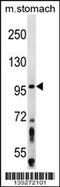 Zw10 Kinetochore Protein antibody, 58-512, ProSci, Western Blot image 