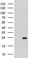 R-Spondin 1 antibody, NBP2-45636, Novus Biologicals, Western Blot image 