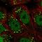 CDP antibody, HPA003317, Atlas Antibodies, Immunofluorescence image 