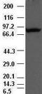Periostin antibody, TA500070AM, Origene, Western Blot image 