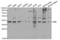 MTOR Associated Protein, LST8 Homolog antibody, AHP2467, Bio-Rad (formerly AbD Serotec) , Western Blot image 