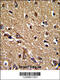 Peroxiredoxin 2 antibody, 61-603, ProSci, Immunofluorescence image 