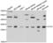 CutA Divalent Cation Tolerance Homolog antibody, LS-C349043, Lifespan Biosciences, Western Blot image 
