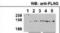 HDAC7 antibody, abx026080, Abbexa, Immunohistochemistry frozen image 