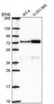 Origin Recognition Complex Subunit 2 antibody, PA5-67313, Invitrogen Antibodies, Western Blot image 