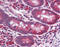 Cadherin Related Family Member 5 antibody, TA316616, Origene, Immunohistochemistry frozen image 