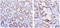 Extracellular Matrix Protein 1 antibody, AM50106PU-S, Origene, Immunohistochemistry paraffin image 