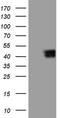 RSPO3 antibody, TA804900, Origene, Western Blot image 