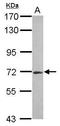 R3H Domain Containing 2 antibody, GTX122103, GeneTex, Western Blot image 