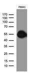 CD14 antibody, TA811540S, Origene, Western Blot image 