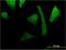 GX antibody, H00005880-M08, Novus Biologicals, Immunocytochemistry image 