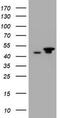 Epoxide Hydrolase 1 antibody, TA800439AM, Origene, Western Blot image 