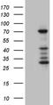 SET1 antibody, TA810986S, Origene, Western Blot image 