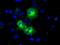 Phosphodiesterase 4A antibody, TA501198, Origene, Immunofluorescence image 