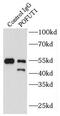 Protein O-Fucosyltransferase 1 antibody, FNab06602, FineTest, Immunoprecipitation image 